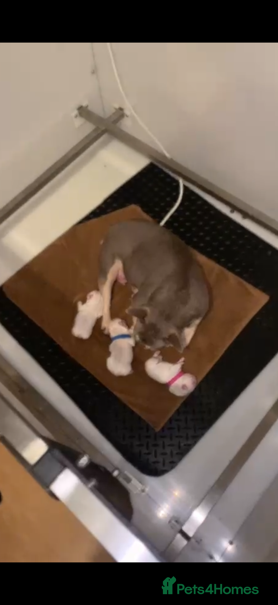 French Bulldog dogs for sale: Full fluffy new shade Isabella and tan platinum  - Advert 5