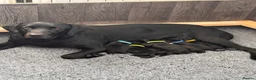 Labrador Retriever dogs for sale: Black Labrador puppies  in Canterbury - Advert 7