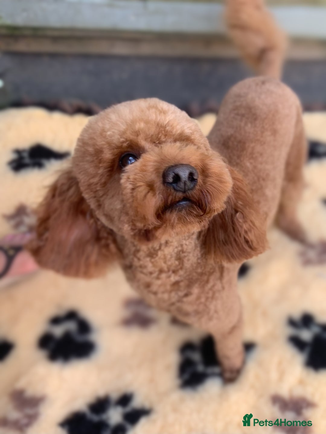 Miniature Poodle dogs for stud: KC FULLY HEALTH TESTED Mini Poodle STUD  in Bacup - Advert 2