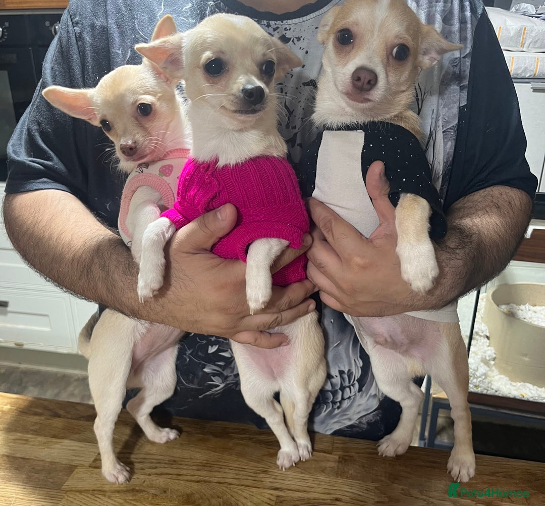 Chihuahua dogs for sale: 3 small chihuahua puppies  - Image 15