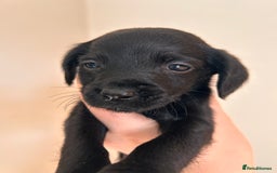 Cockerdor dogs for sale: 7 cockerdor puppies  - Image 3