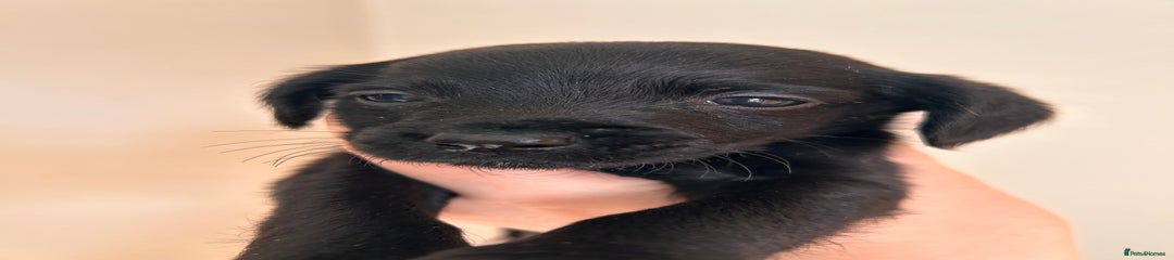 Cockerdor Puppy 7