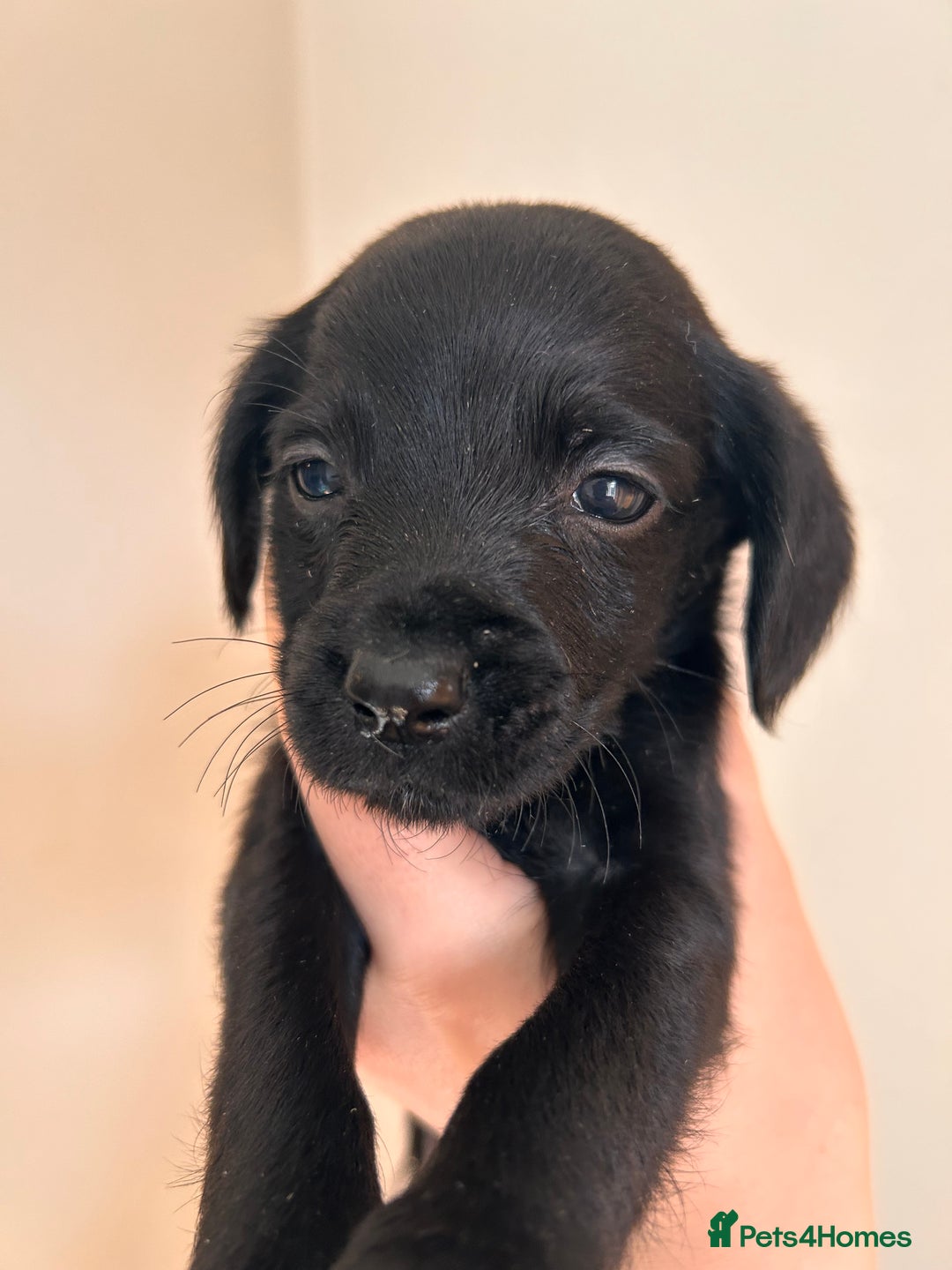 Cockerdor dogs for sale: 7 cockerdor puppies  - Image 3
