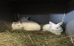 Netherland Dwarf rabbits for sale: Rabbits for sale  - Image 3