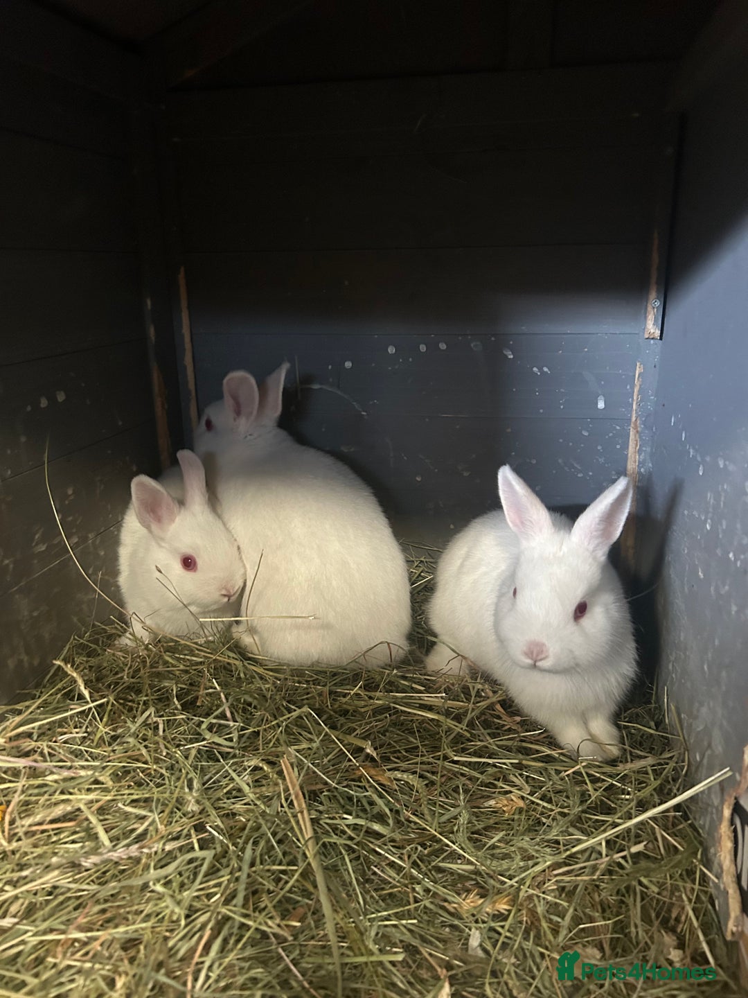 Netherland Dwarf rabbits for sale: Rabbits for sale  - Image 3
