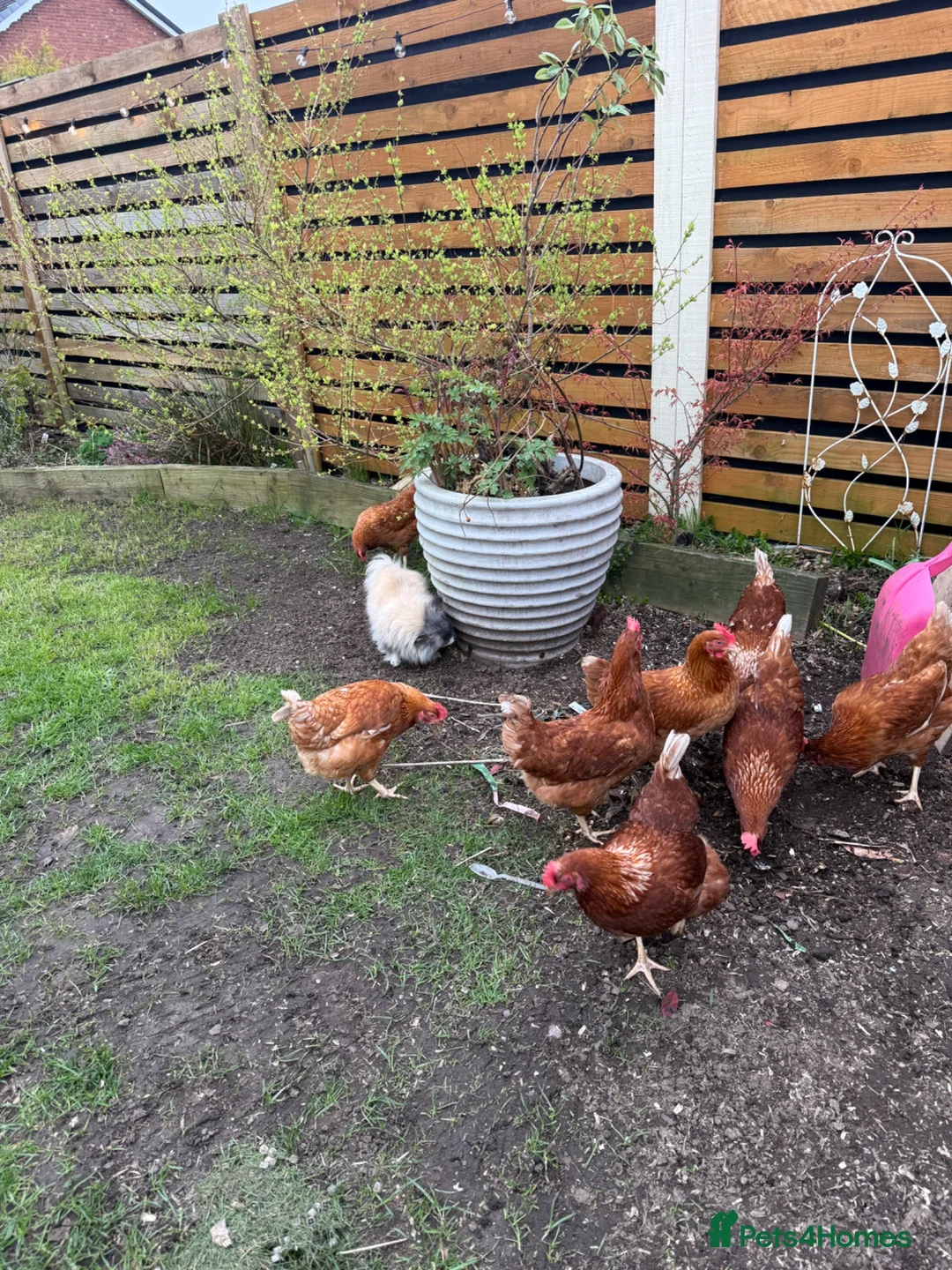 Hens poultry for sale: Hens  in Burntwood - Advert 2