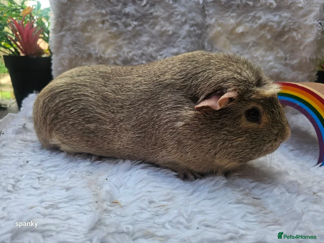 Guinea Pig rodents for sale: 2 brothers in Leeds - Advert 1