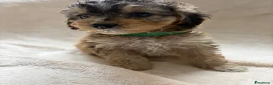Cockapoo 5