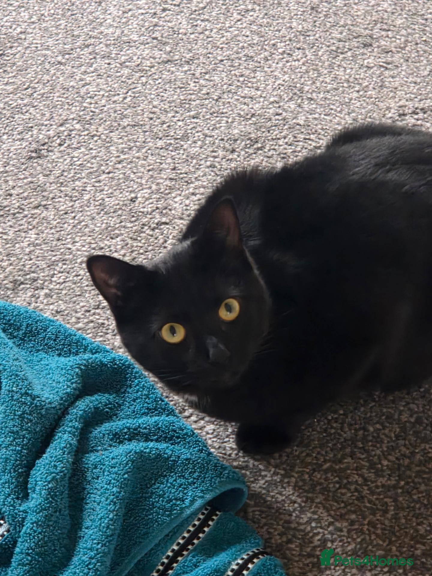 Mixed Breed cats 2x male cats small donation required.  - Advert 8