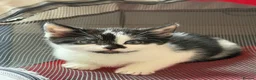 Mixed Breed cats for sale: Mixed breed kittens  - Advert 3
