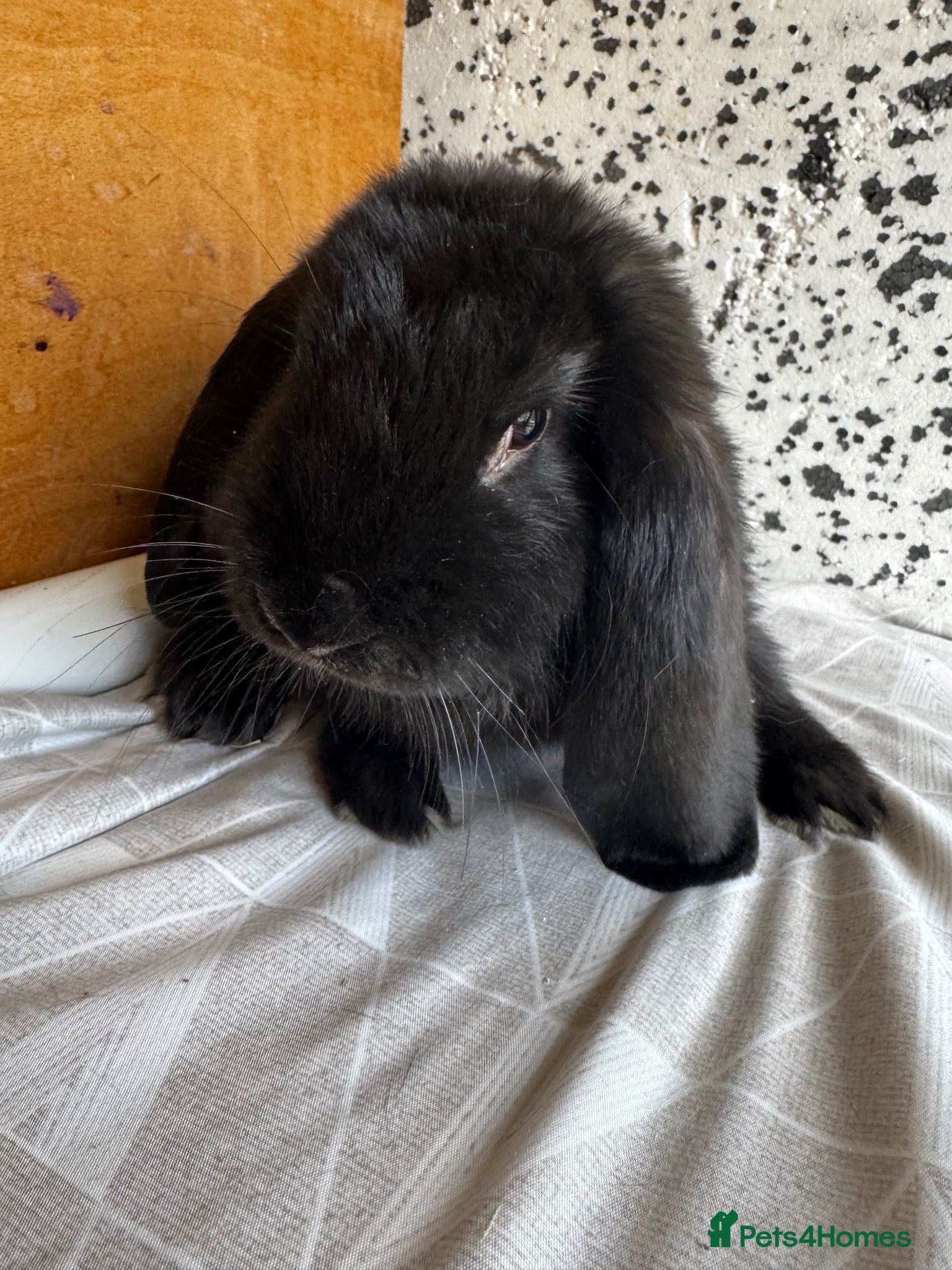 French Lop rabbits French lop girl  - Advert 1