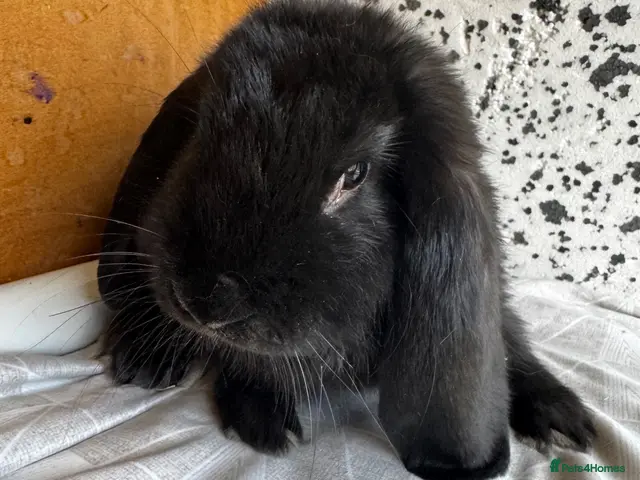 French Lop rabbits French lop boy - Advert 1