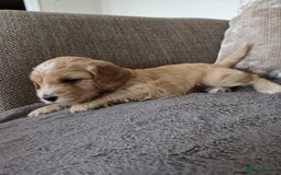 Cockapoo dogs for sale: Cockapoo Puppies  - Image 7