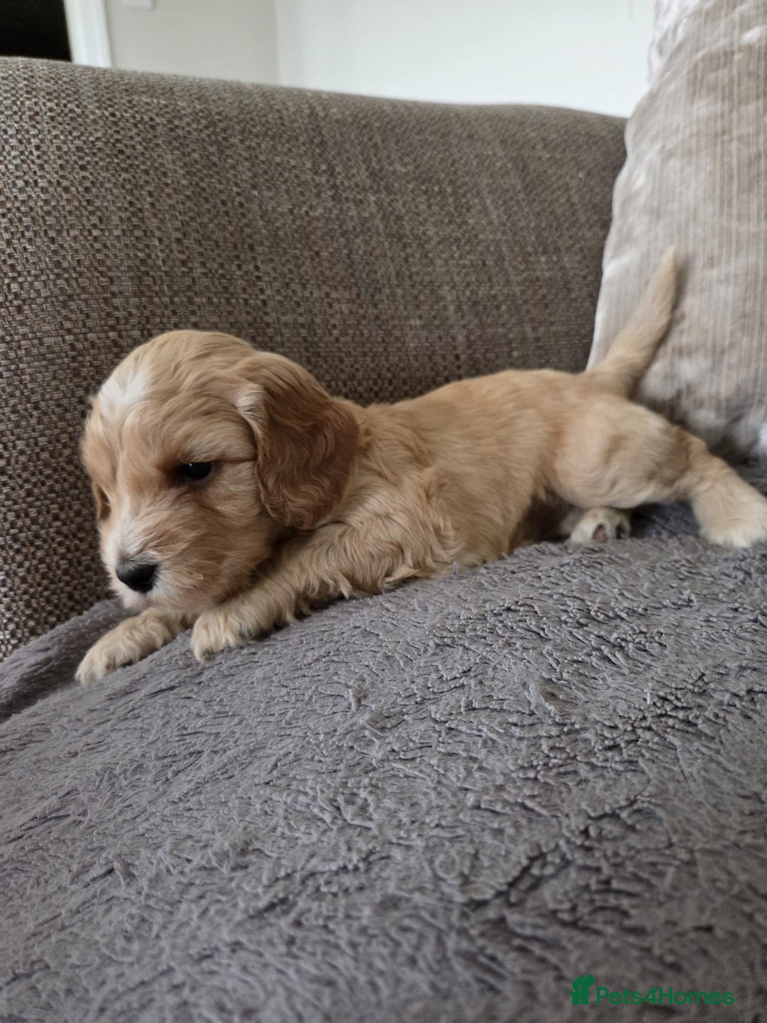 Cockapoo dogs for sale: Cockapoo Puppies  - Image 7