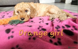 Cockapoo dogs for sale: Beautiful F2 cockapoos  - Image 5