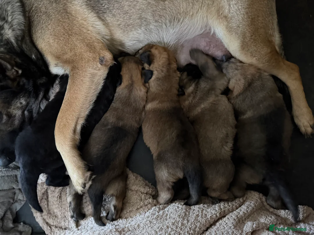 Mixed Breed dogs for sale: Stunning German Shepherd x Belgian Malinois Litter - Advert 21