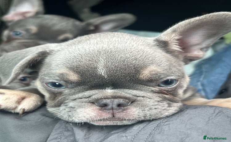 French Bulldog dogs - Advert 12