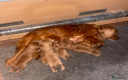 Cockalier dogs for sale: Gorgeous Cockalier Puppies… - Image 29