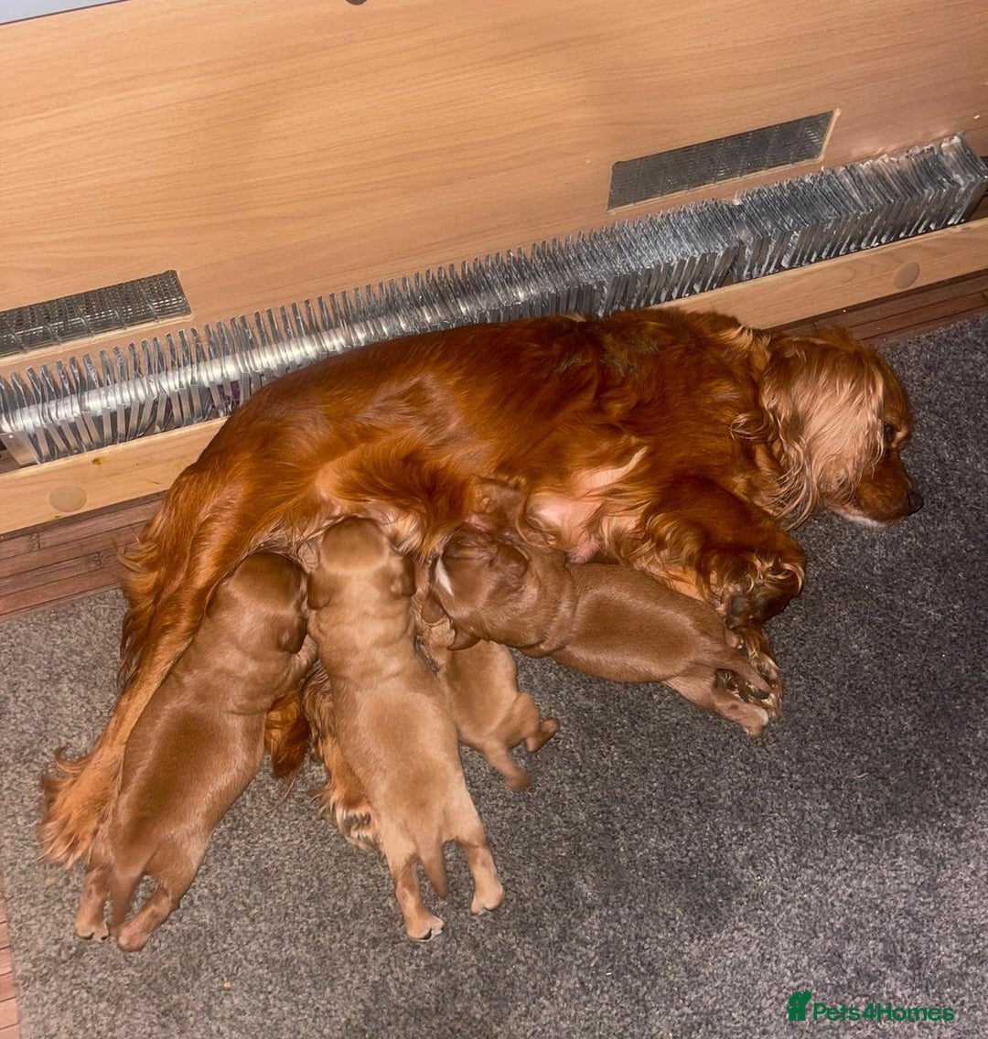 Cockalier dogs for sale: Gorgeous Cockalier Puppies… - Image 29