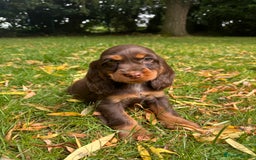 Cocker Spaniel dogs for sale: TRUE SHOWTYPE COCKERSSPANIELS HEALTHTESTED PARENTS - Image 4