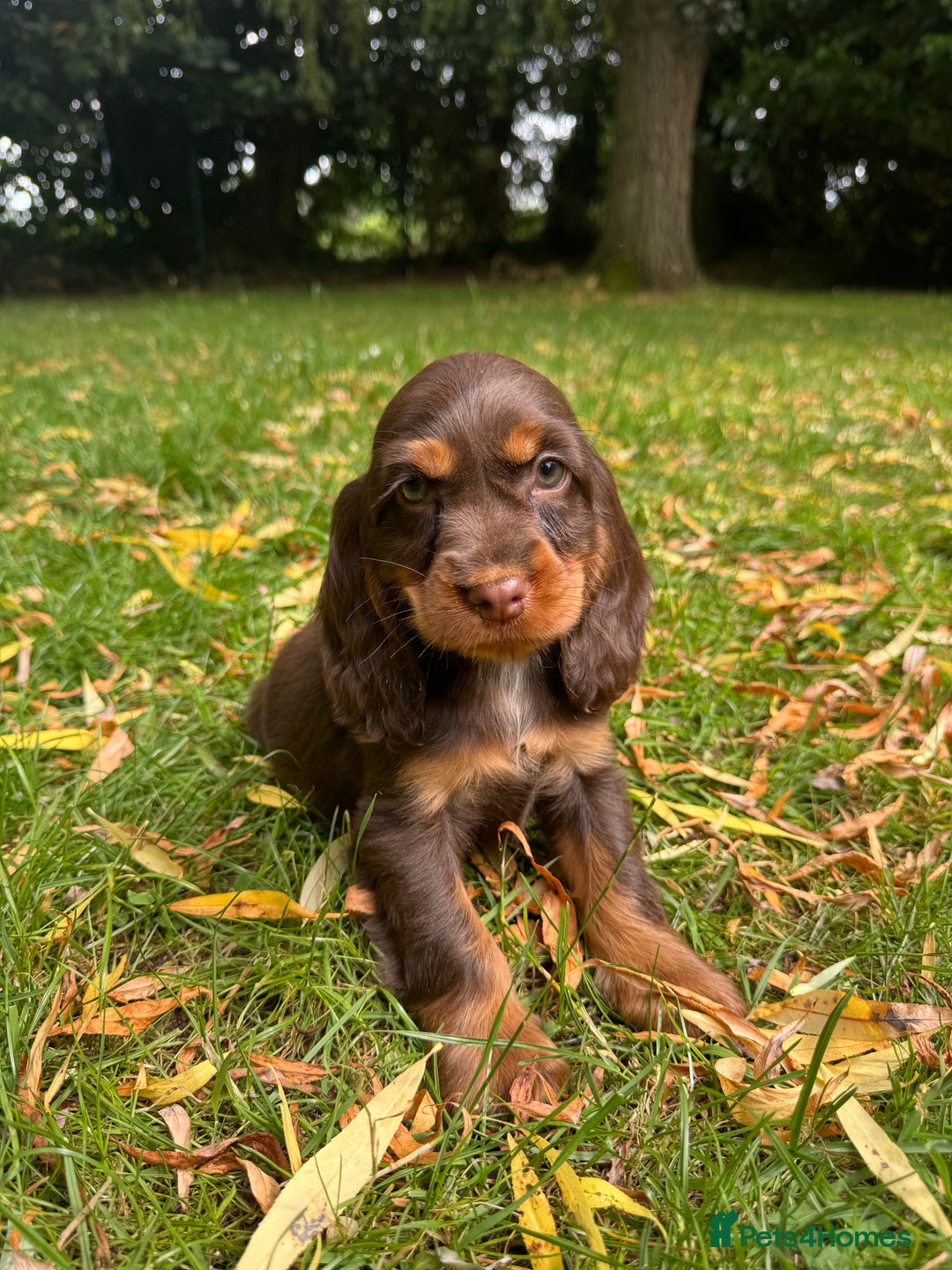 Cocker Spaniel dogs for sale: TRUE SHOWTYPE COCKERSSPANIELS HEALTHTESTED PARENTS - Image 4