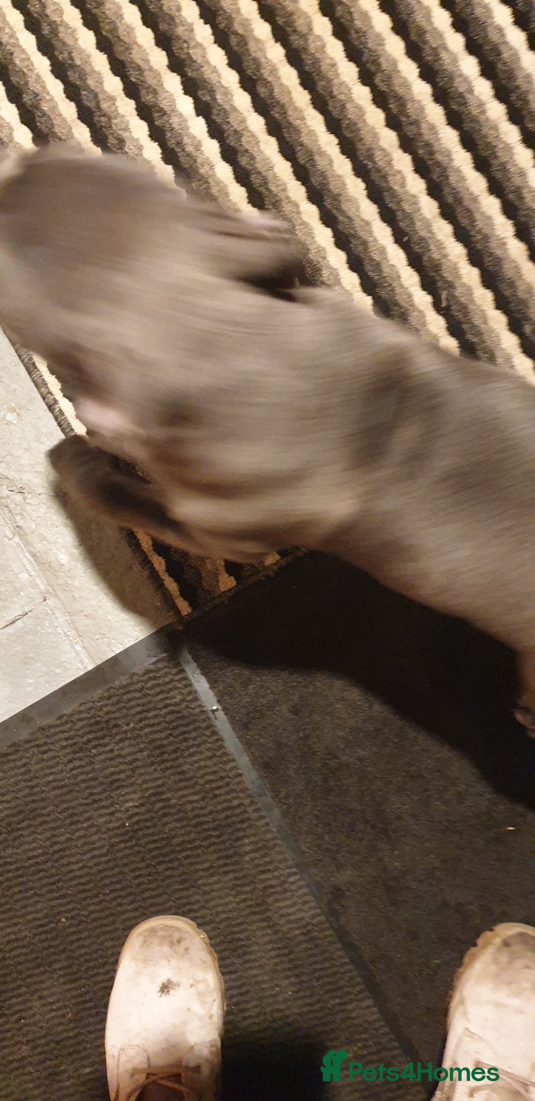 Staffordshire Bull Terrier dogs for sale: blue Staffordshire bull terrier puppy  - Advert 6