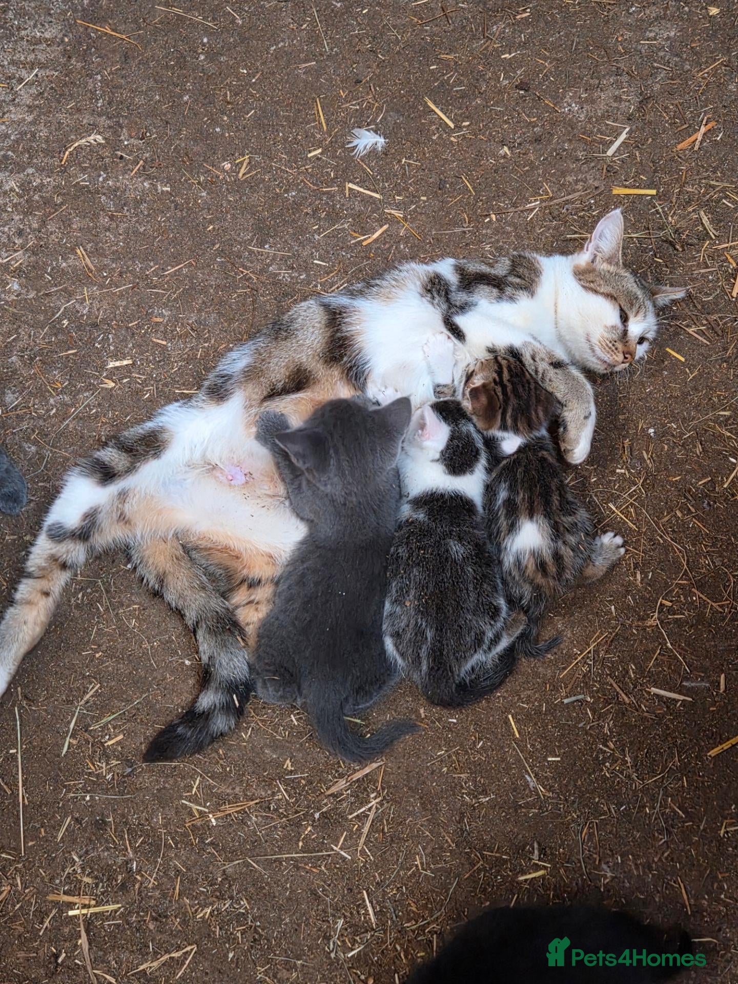 Mixed Breed cats Bengal Cross Kittens - Advert 3
