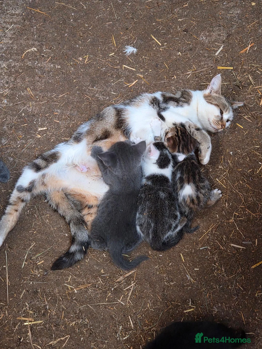 Mixed Breed cats for sale: Bengal Cross Kittens - Advert 1