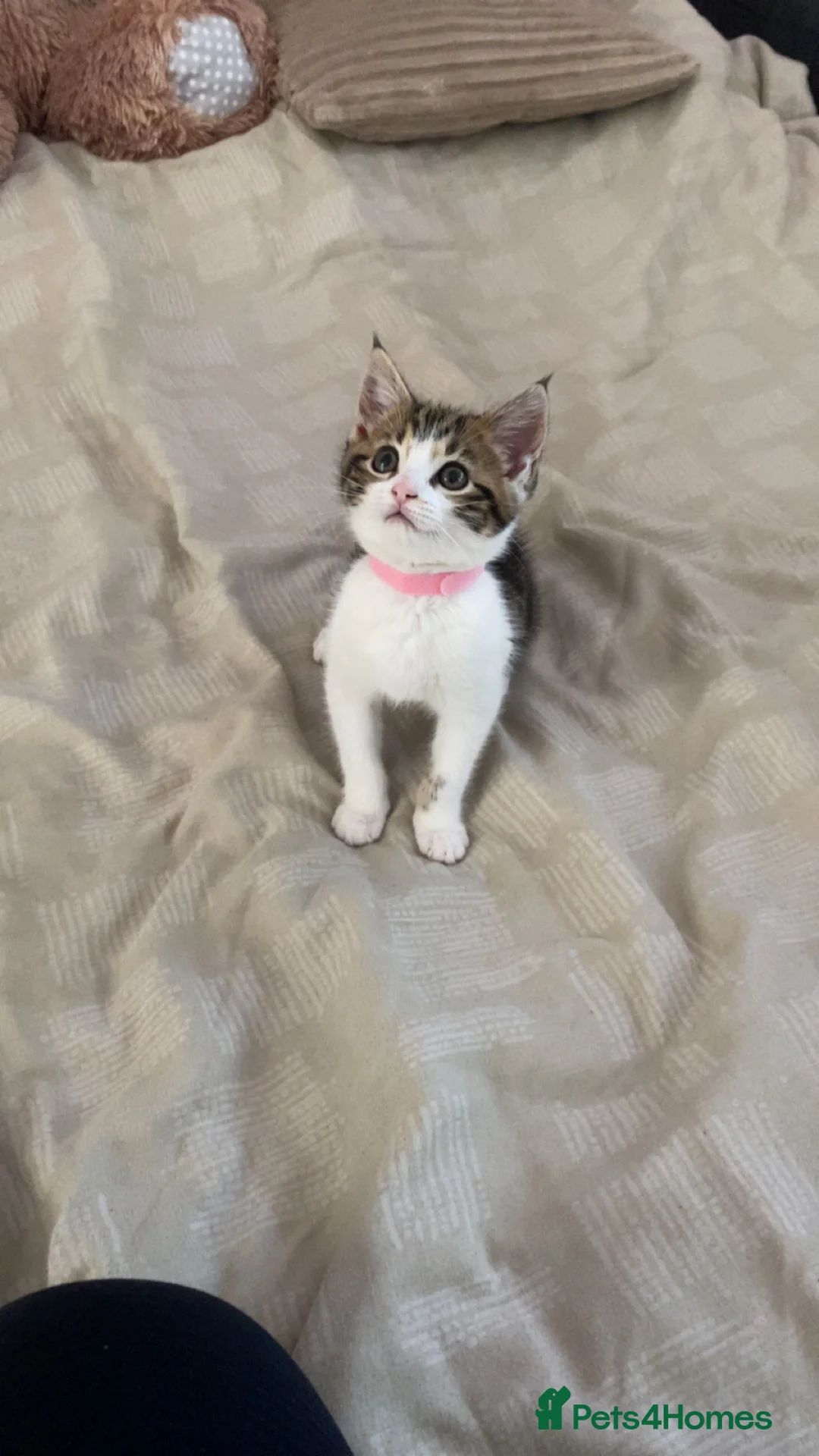 Mixed Breed cats for sale: LAST FEMALE KITTEN FOR SALE - Advert 2