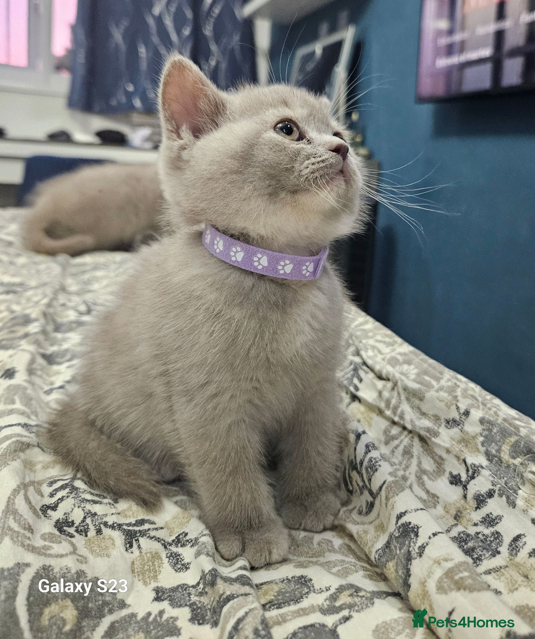 British Shorthair cats  British shorthair/ longhair  - Advert 2