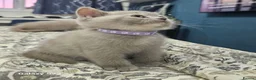 British Shorthair cats for sale:  *READY TO GO* beautiful British shorthair/ long - Advert 13