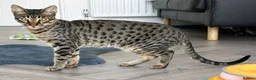 Savannah cats for sale: F6 SBT Savannah boy Koffee - Advert 3