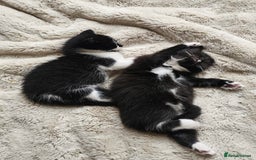Mixed Breed cats for sale: Two beautiful kittens 🐈‍⬛ - Image 2