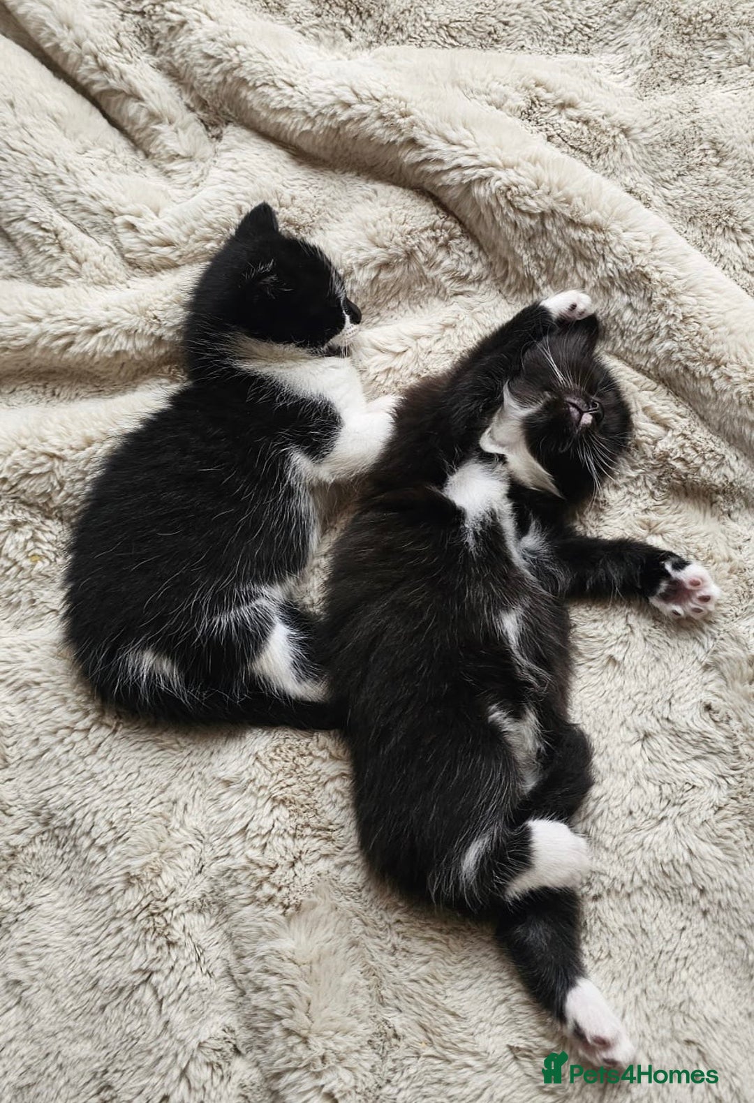 Mixed Breed cats for sale: Two beautiful kittens 🐈‍⬛ - Image 2