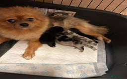 Pomeranian dogs for sale: Beautiful Pomeranian puppies  - Image 37