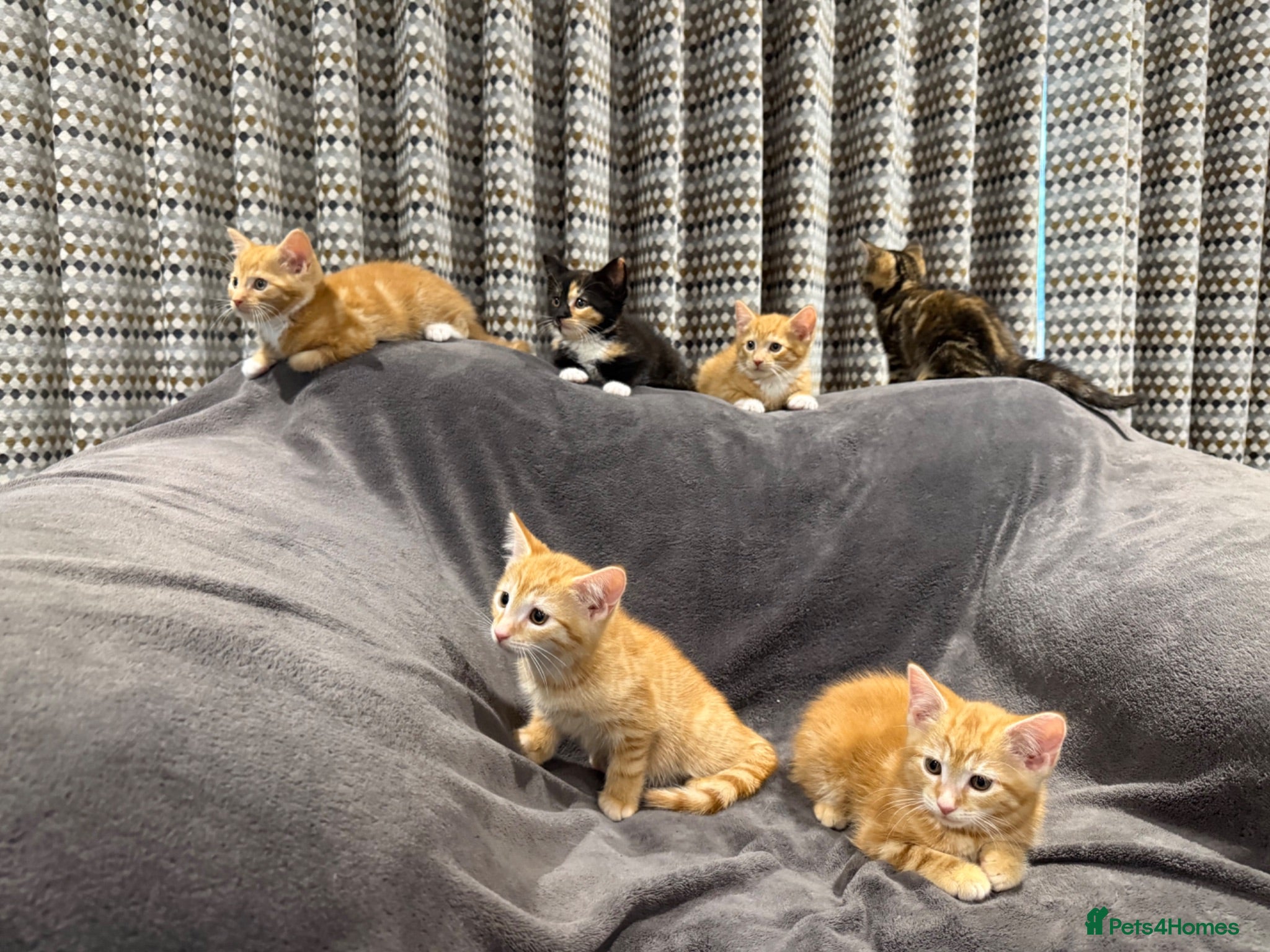 Mixed Breed cats READY NOW Boys and Girls available  - Advert 1