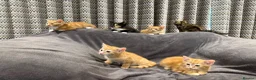 Mixed Breed cats for sale: READY NOW Boys and Girls available  - Advert 1