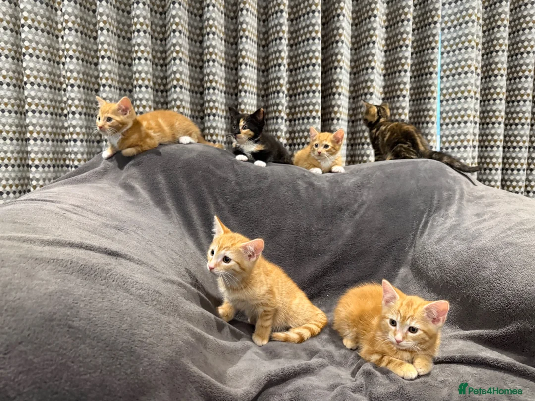 Mixed Breed cats for sale: READY NOW Boys and Girls available  - Advert 1
