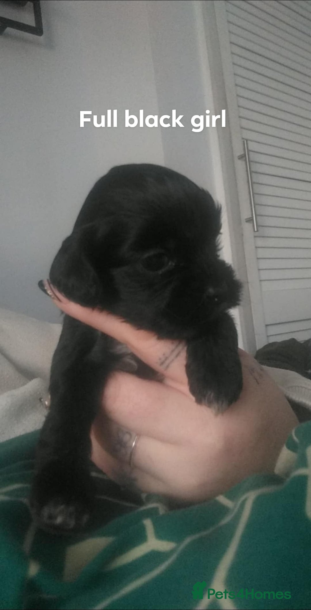 Mixed Breed dogs for sale: Cocker-zu  - Advert 7