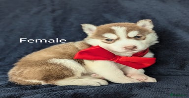 Siberian Husky dogs - Advert 1
