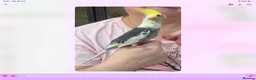 Cockatiels birds for sale: Baby cocktails for sale - Advert 3
