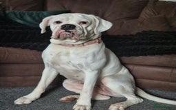 Boxer dogs for sale: Beautiful Boxer cross - Image 15