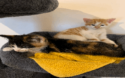 Mixed Breed cats for sale: gorgeous kittens male and female  - Image 12