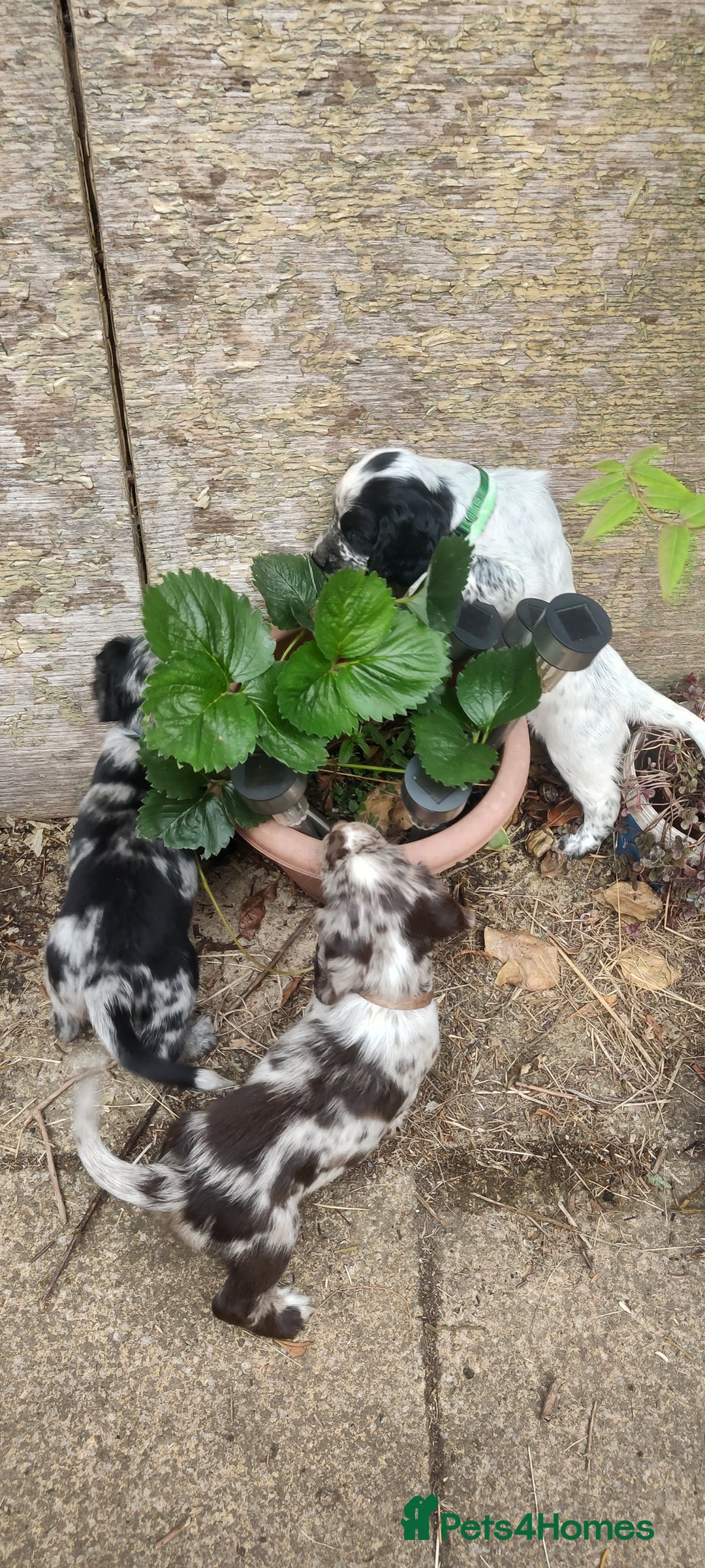 Sprocker dogs for sale: STRIKING SPROCKER SPANIEL PUPPIES  - Image 13