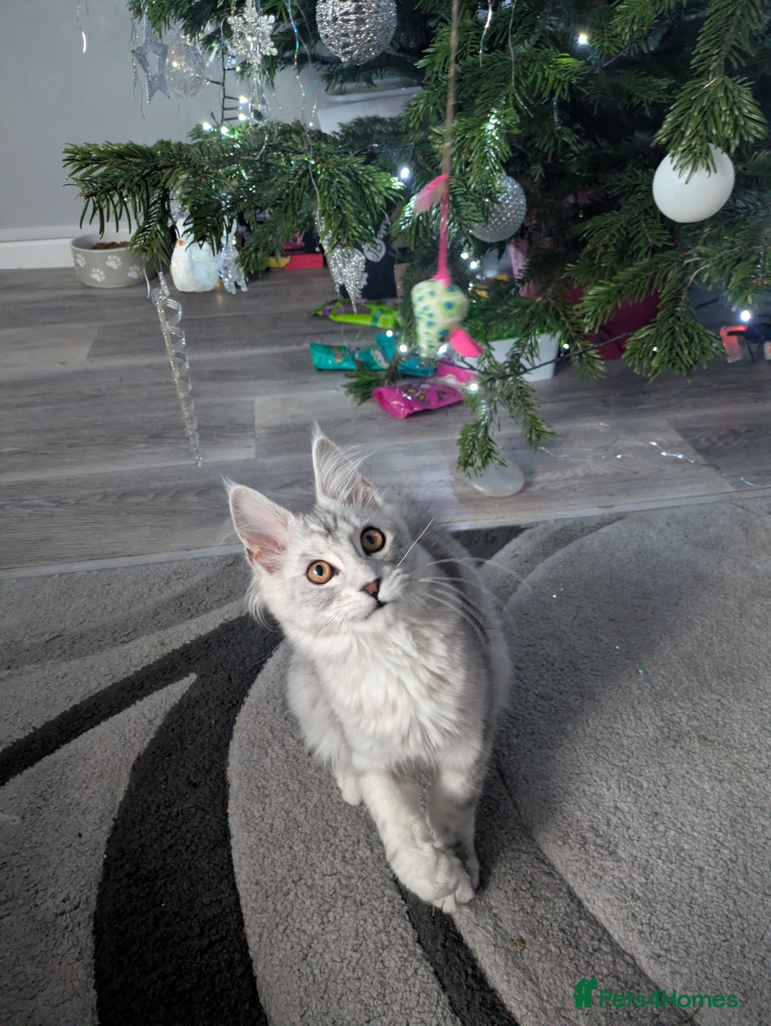 Maine Coon cats for sale: Tica registered READY NOW !!Pedigree Maine coons  - Advert 24