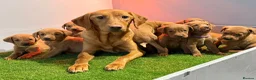 Labrador Retriever dogs for sale: Mahogany fox red Labrador  - Advert 3