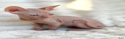 Sphynx cats for sale: 🐾 Beautiful Sphynx Kittens – Raised With Love 🐾 - Advert 8