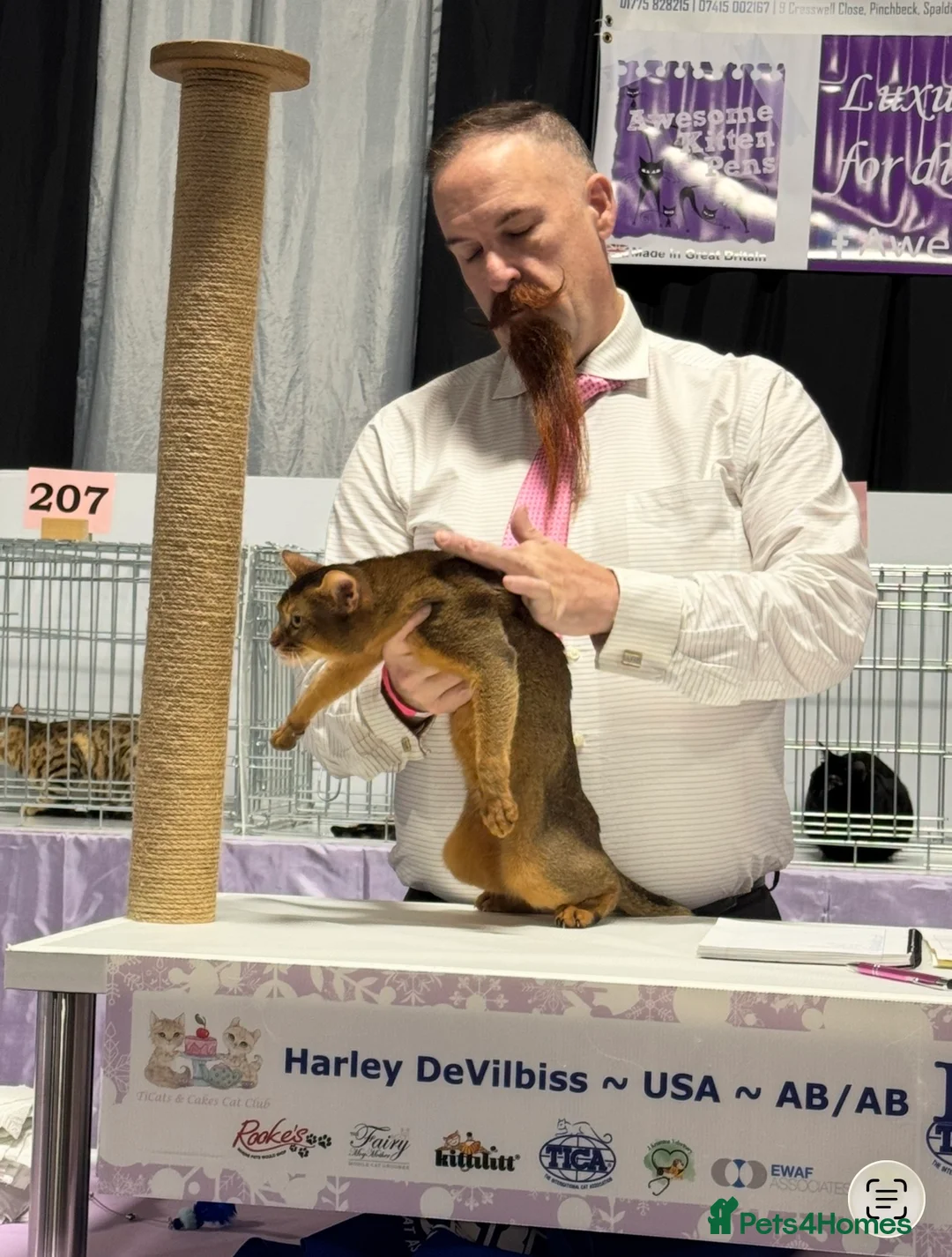 Abyssinian cats for stud: Champion Abyssinian. Tica registered for Stud - Advert 7