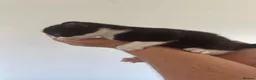 Mixed Breed cats for sale: Kittens - Advert 9