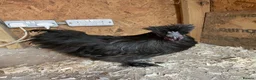 Chickens poultry for sale: Varies silkies  - Advert 1